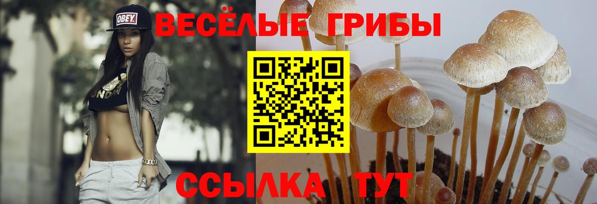 Псилоцибиновые грибы Psilocybe  Вход с VPN  Йошкар-Ола 